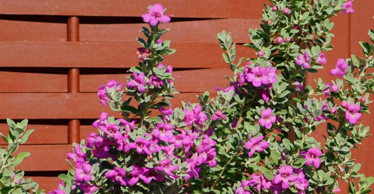 texas sage (featured image)