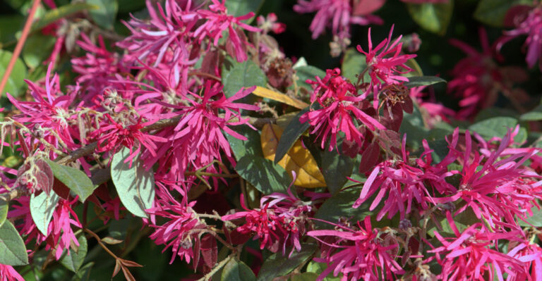 plants (featured image)