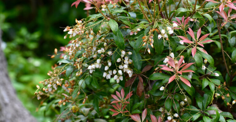 plant (featured image)