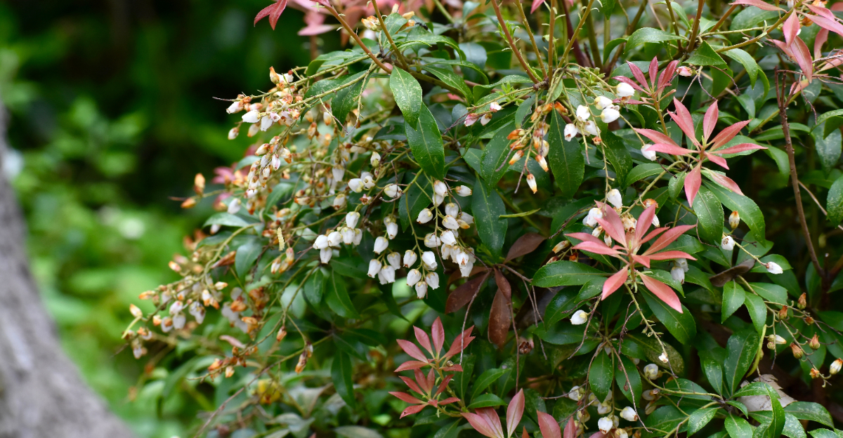 plant (featured image)