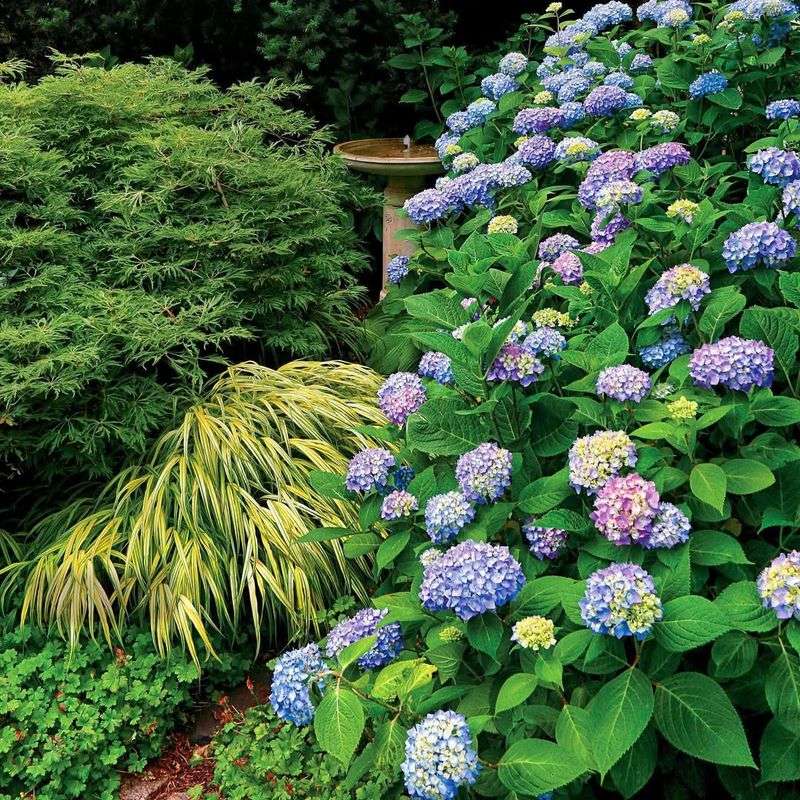 Hydrangea