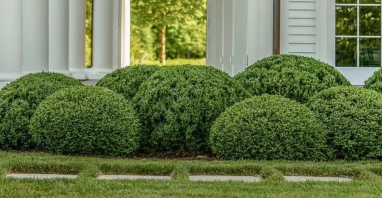 boxwood in garden
