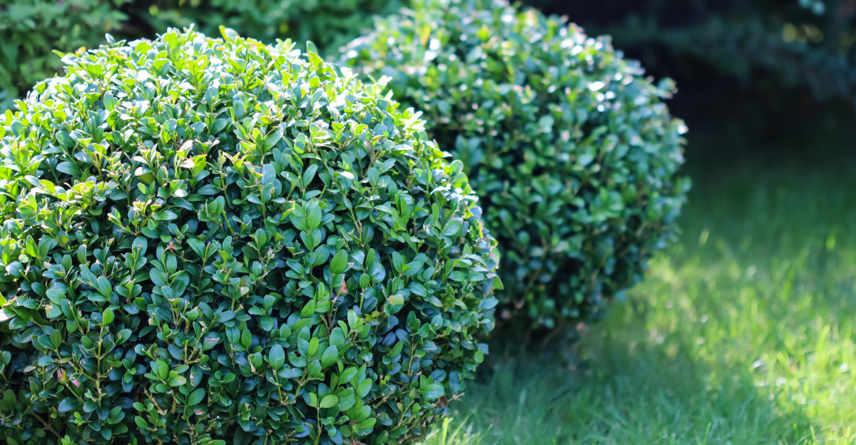 boxwood (featured image)