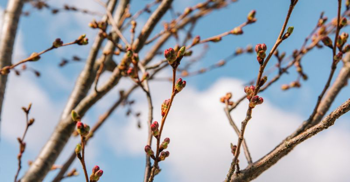 Swelling Buds On Branches