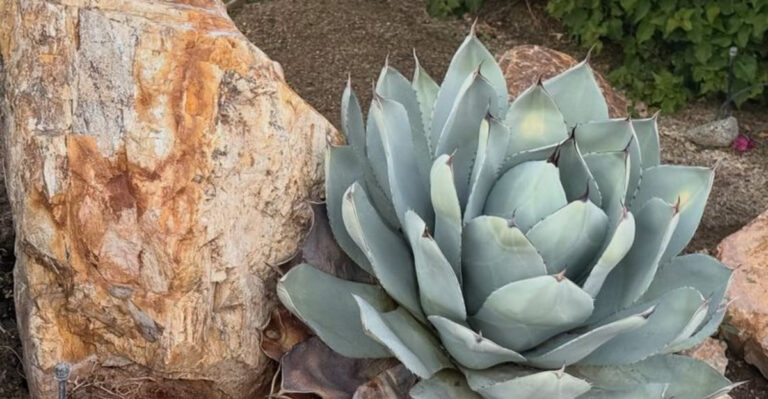 Parry's Agave