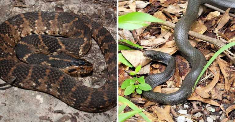 Southern Water Snake and Banded Water Snake