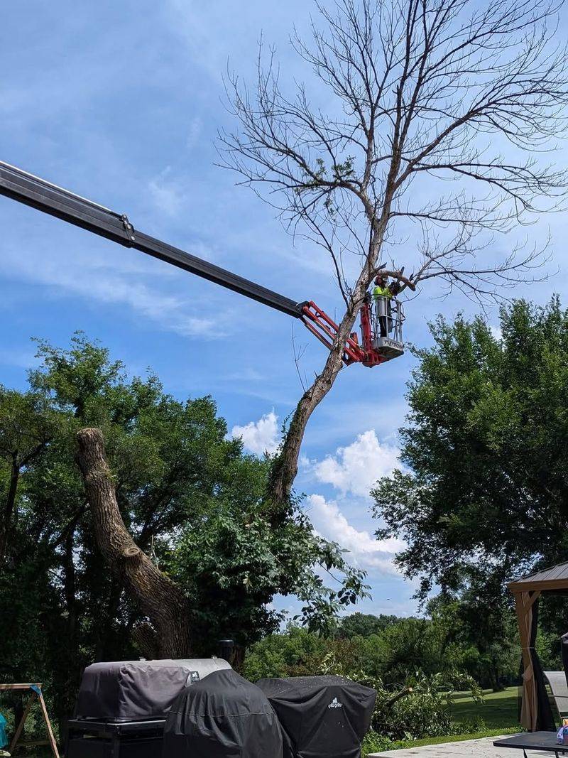 Dry Trees Classified As Safety Hazards