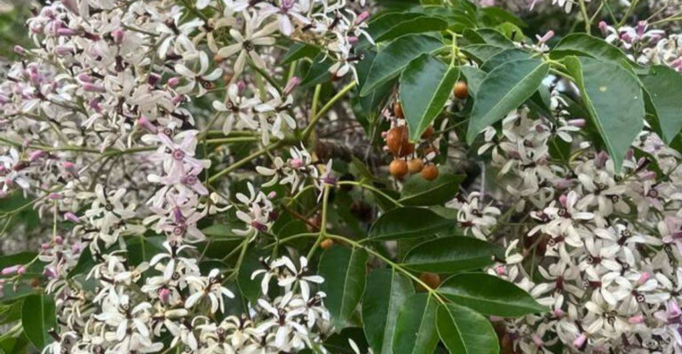 tree common in south carolina