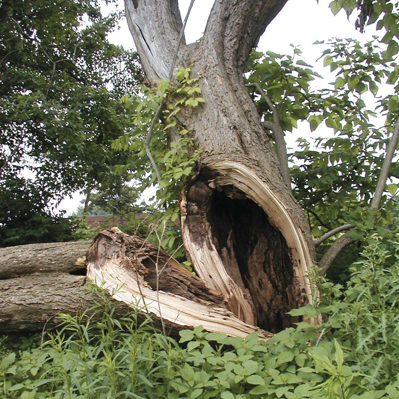 Trees Classified As A Safety Hazard Due To Decay Or Structural Weakness