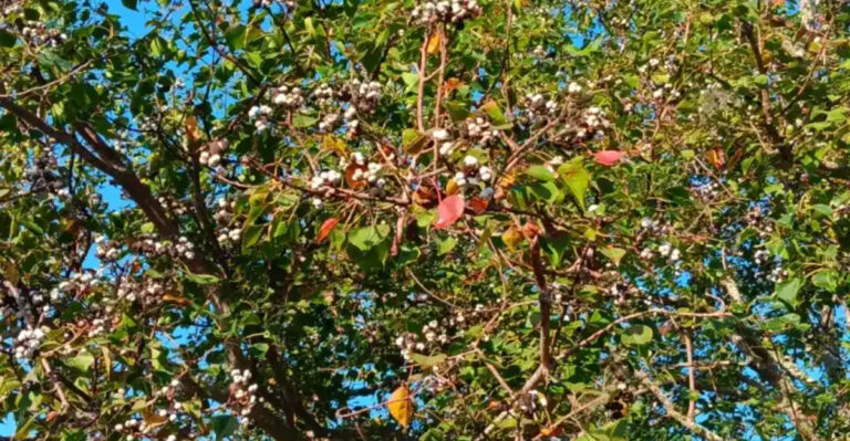 dangerous shrub tree