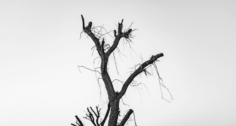 Dried Out Trees Deemed A Safety Hazard