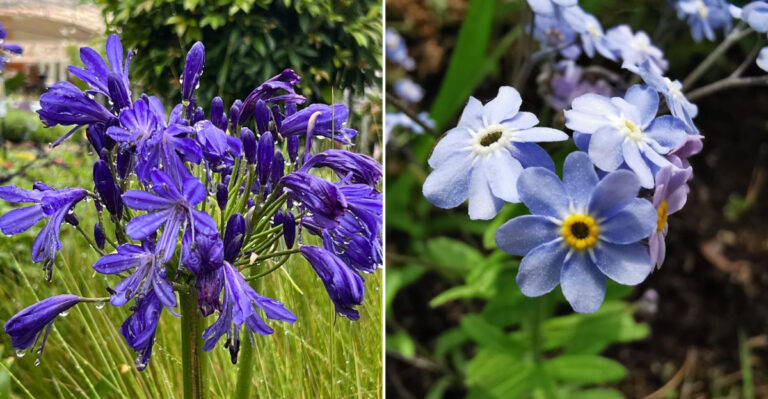 blue trending flowers