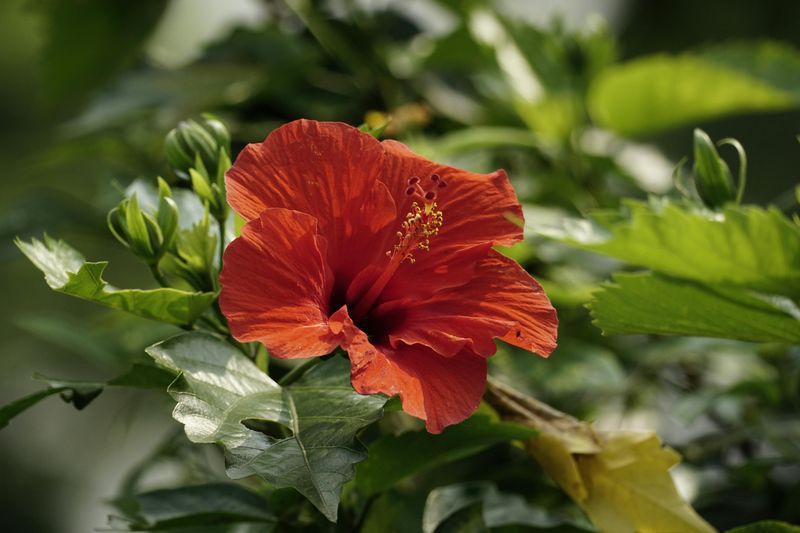 Tropical Hibiscus Delivers Instant Island Color