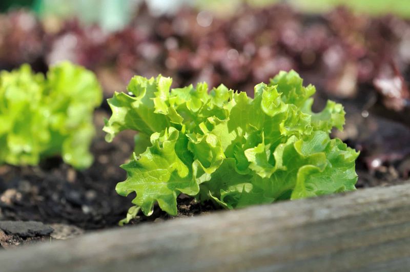 Lettuce Varieties Thrive Without Disturbance