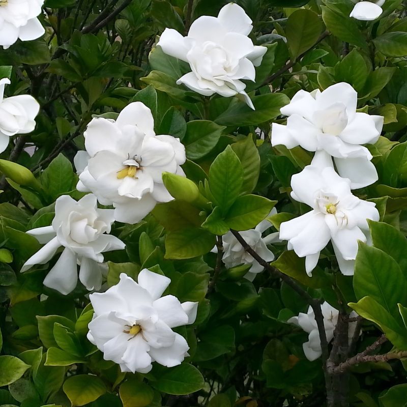 Gardenias