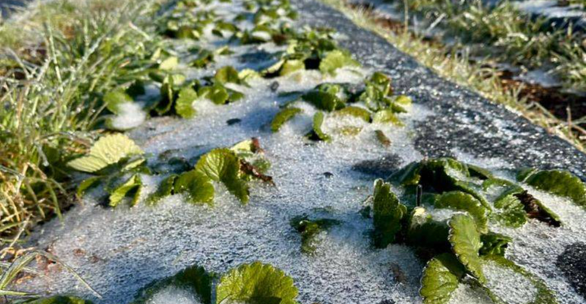 These Winter Garden Plants Actually Benefit From Snow Cover In Wisconsin