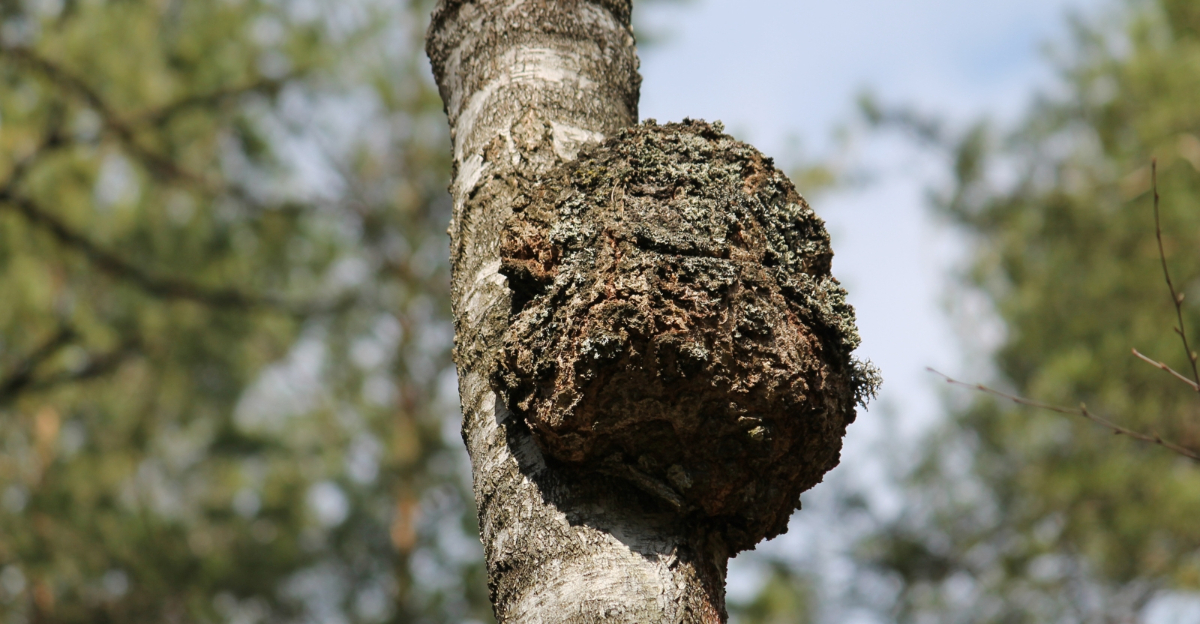 tree (featured image)