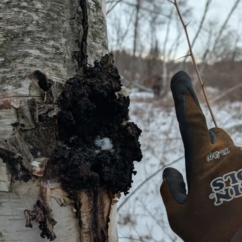 The Strange Winter Growths Showing Up On Massachusetts Trees