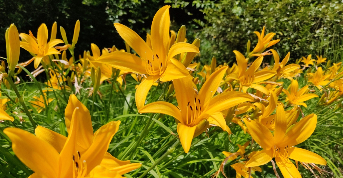 daylily (featured image)