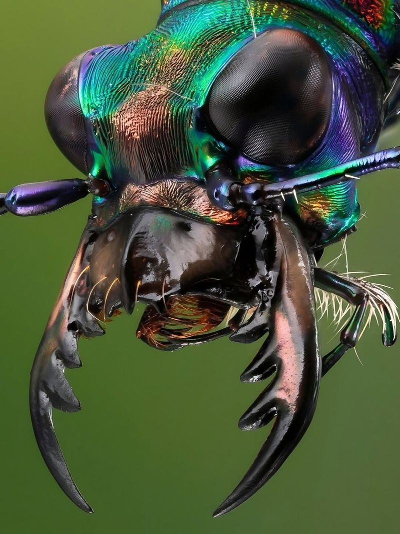 Fierce Predators Keep Pest Populations Down