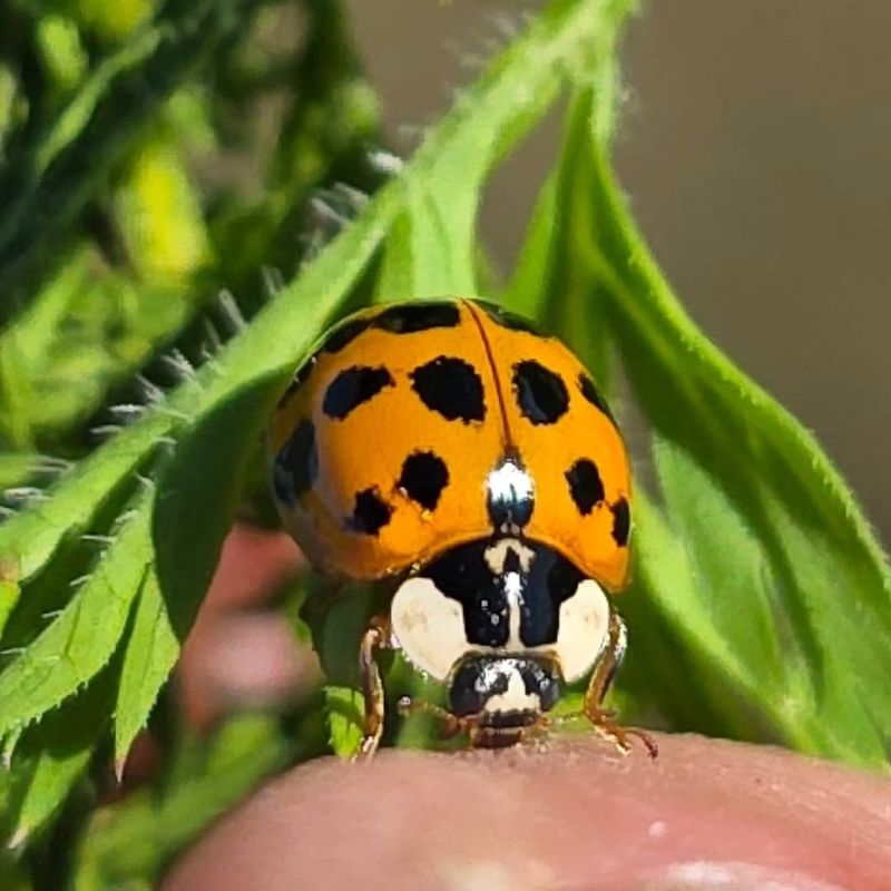 Sealing Entry Points Prevents Indoor Invasions