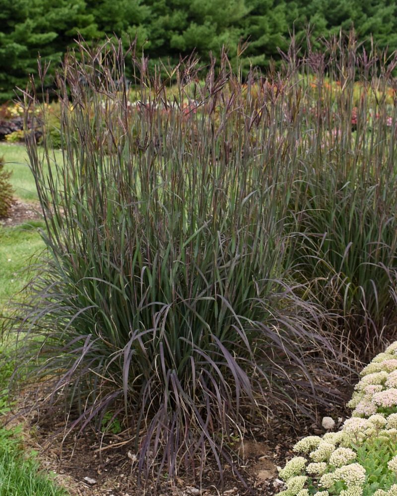 Native Plants Adapt Perfectly to Minnesota Soil Conditions