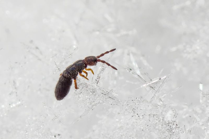 Warm Spells Trigger Mass Migrations Across Snow Surfaces