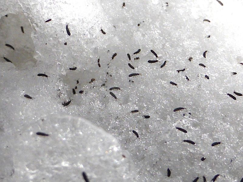 They Are Most Visible On Warm Winter Days