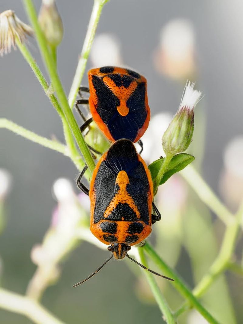 Simple Methods Control Nymph Populations