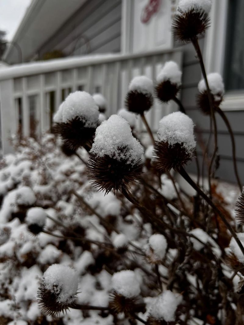 Minnesota Natives Survive Winter Without Special Protection