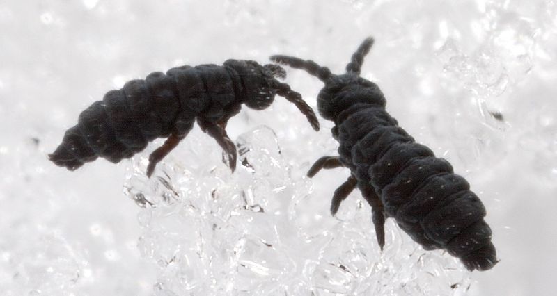 Snow Fleas Help Decompose Organic Matter In Your Garden