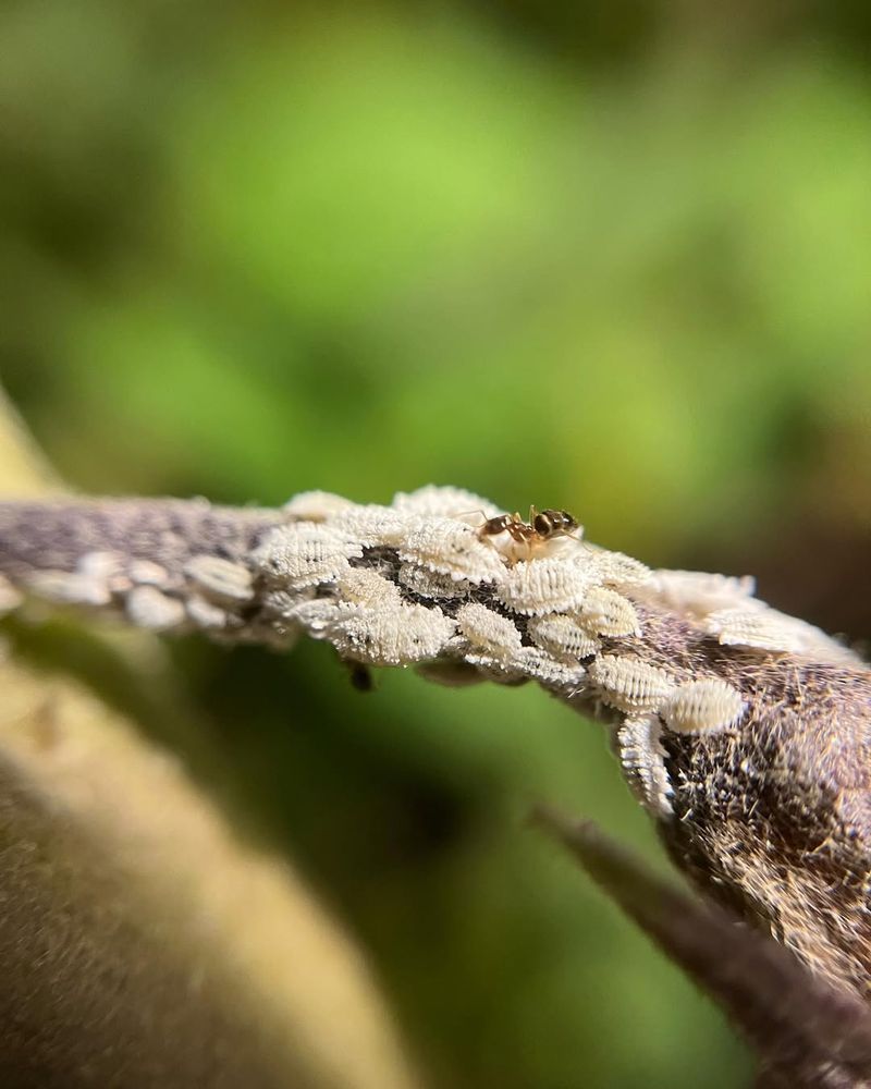 They Weaken Plants By Draining Sap