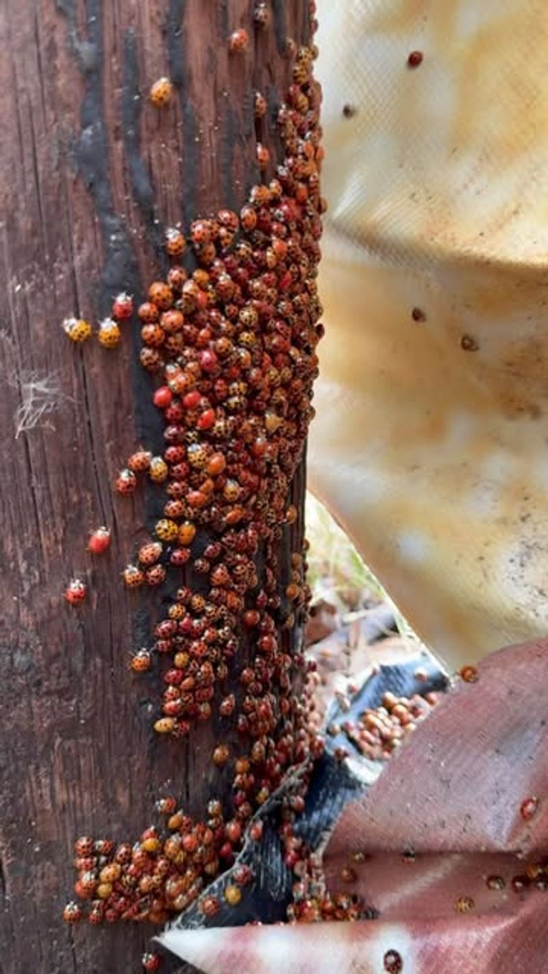 They Swarm Homes During Fall Months