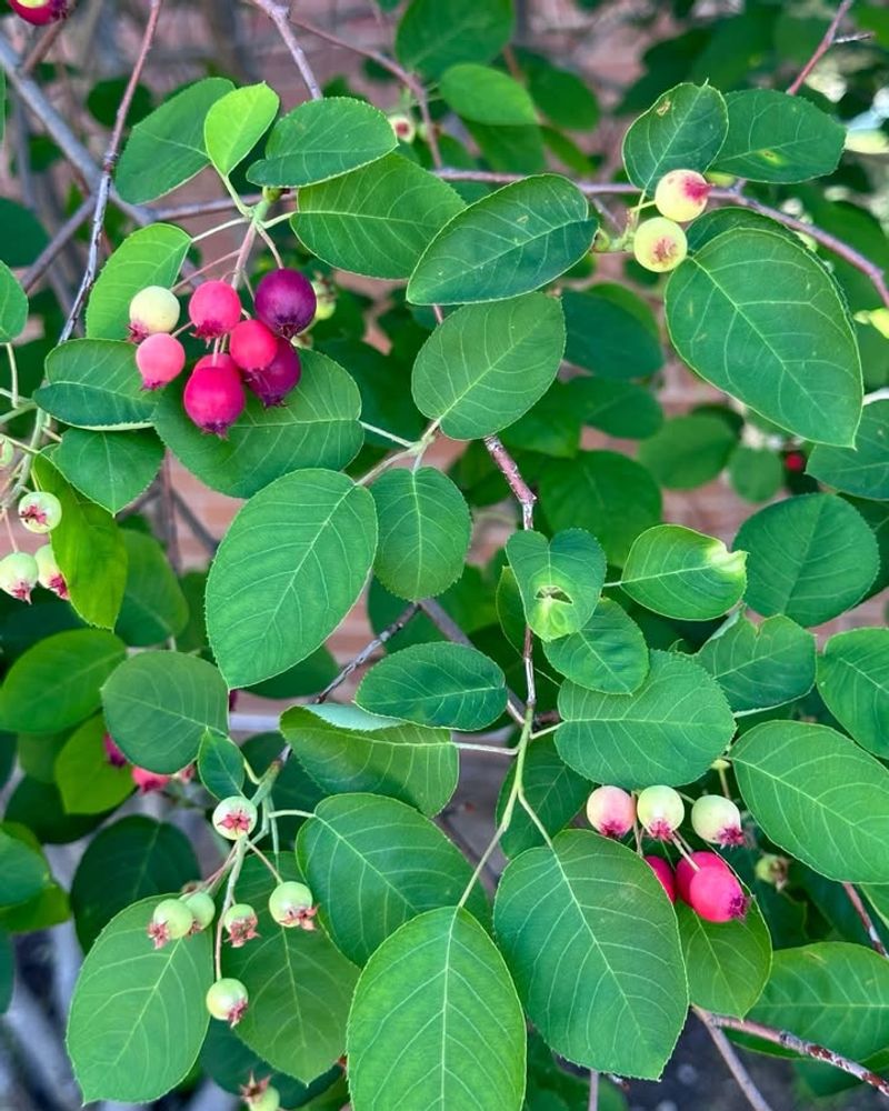 Serviceberry