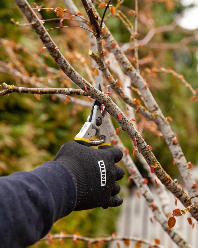 Prune Weak Or Damaged Wood That Snaps Under Weight