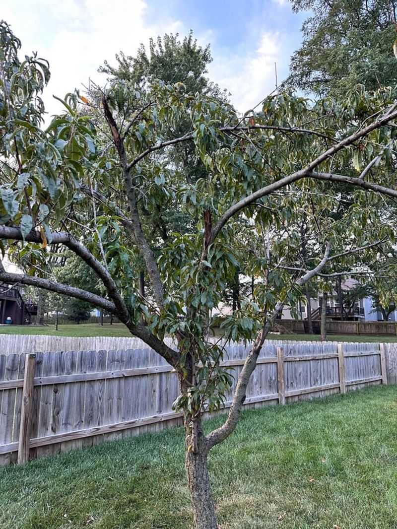 Prune For Better Sun Exposure Across Branches