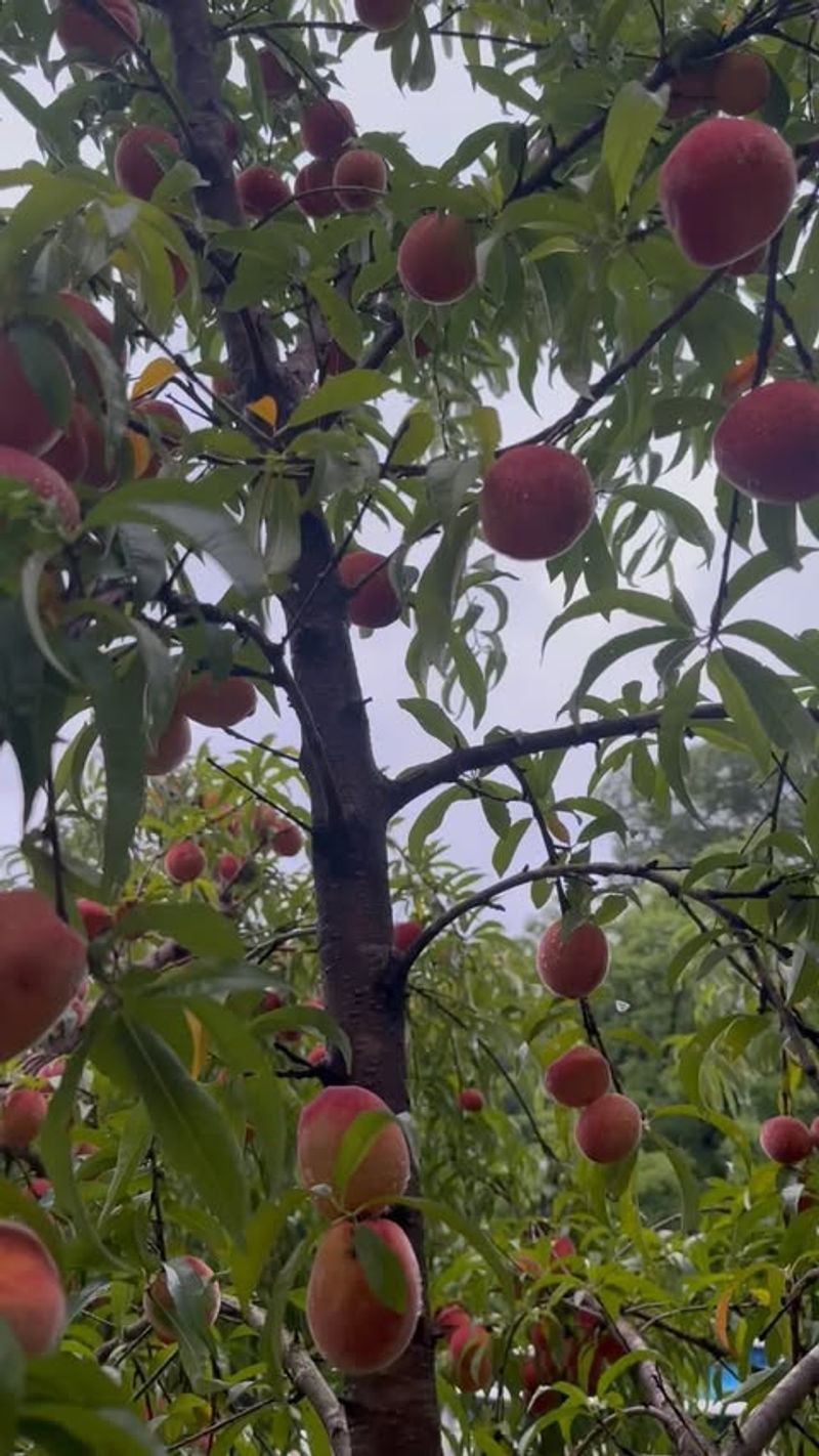 Water Deeply During Fruit Development