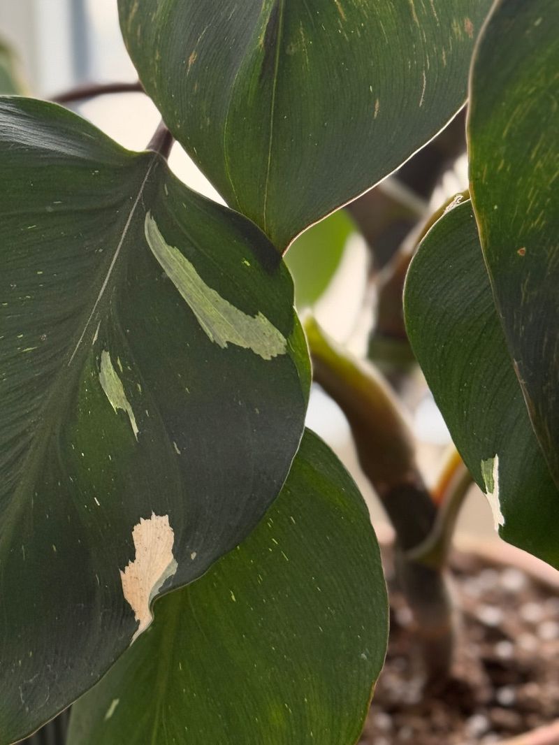 Variegated Plants Losing Color Patterns