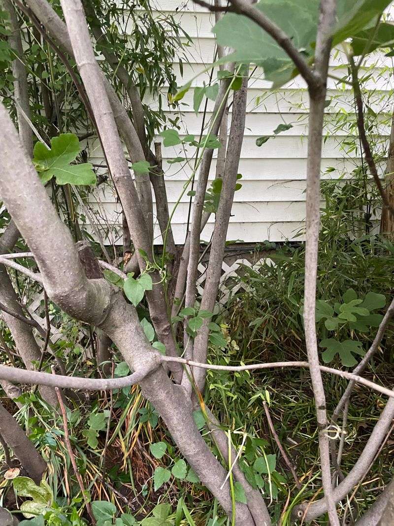 Remove Low-Hanging Branches Near the Ground