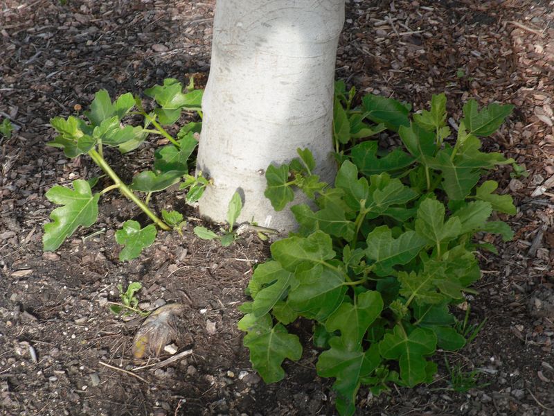 Remove Suckers Growing From The Base