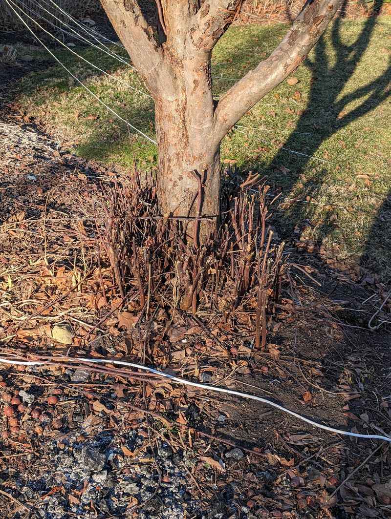 Cut Back Vigorous Suckers At Ground Level