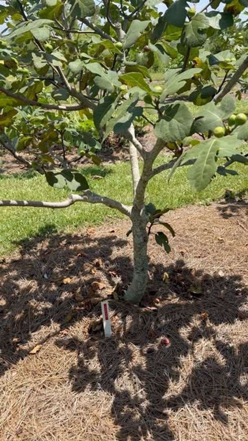 Control the Height for Easy Harvesting