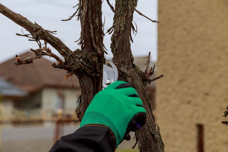 Cut Back Long, Unproductive Wood