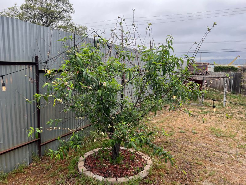 Focus Cuts On One-Year-Old Fruiting Wood