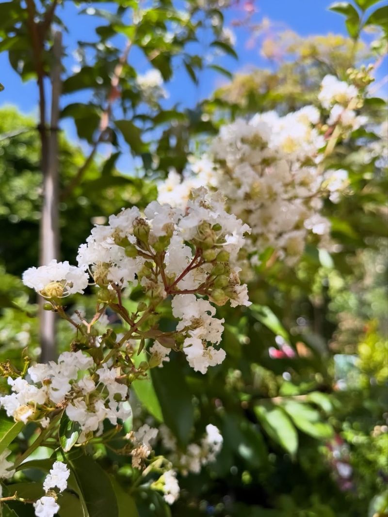 Cut Spent Flower Clusters To Encourage A Second Bloom