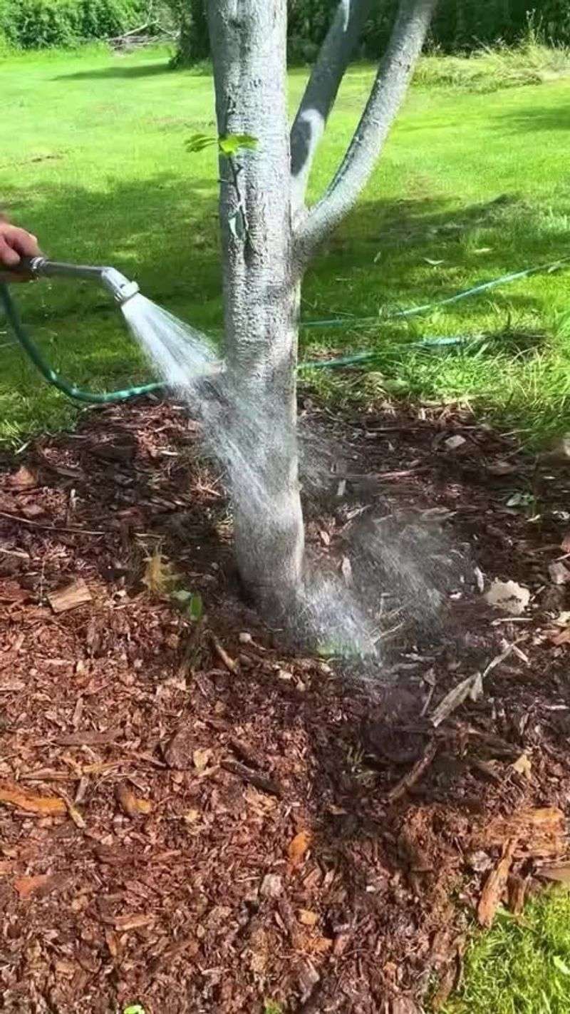 Water Deeply During Fruit Development