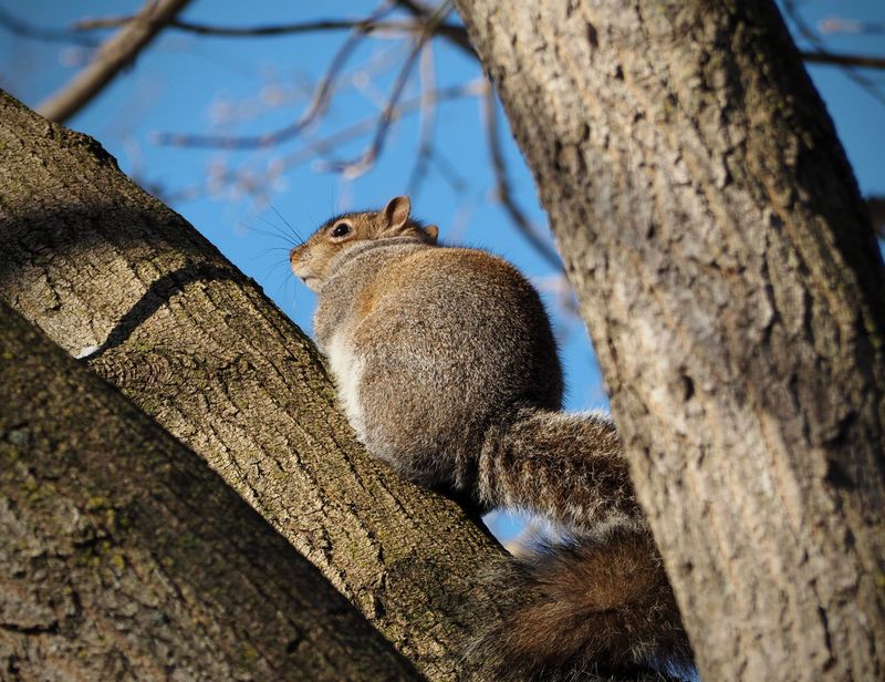 Examine Wildlife Habitat And Ecological Benefits