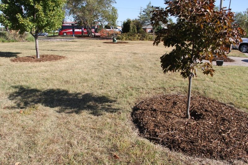 Excessive Heat Retention Can Stress Your Plants