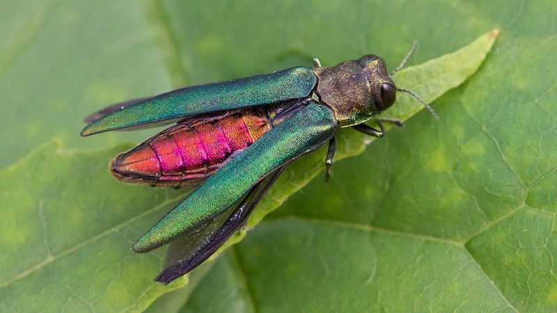S-Shaped Larvae Tunnels Under the Bark