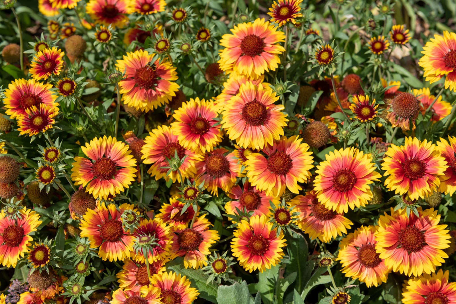 blanket flower patch